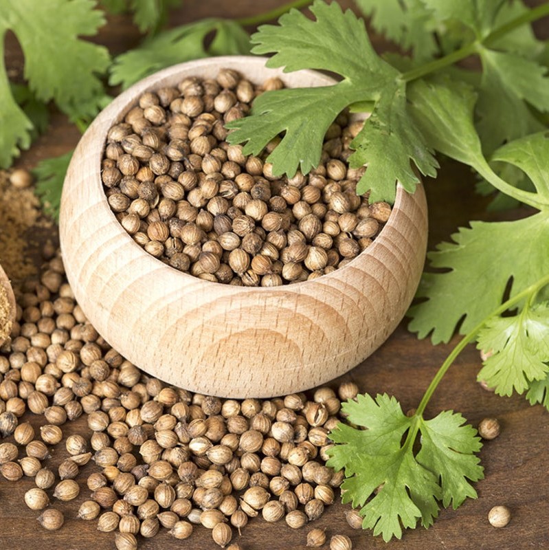 دانه گشنیز